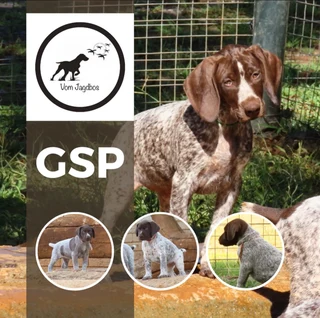 GSP - German Shorthaired Pointers