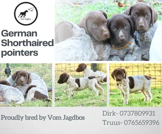 GSP - German Shorthaired Pointers