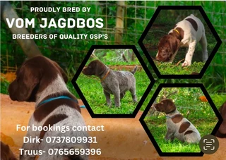 German Shorthaired Pointers (GSP)