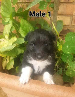 Adorable Border Collie puppy