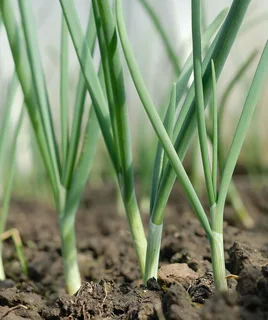 Onion Seedlings