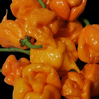 Carolina Reaper Yellow seeds