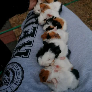 Emma&#39;s Guinea Pigs