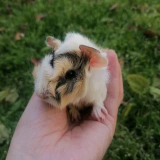 Emma&#39;s Guinea Pigs