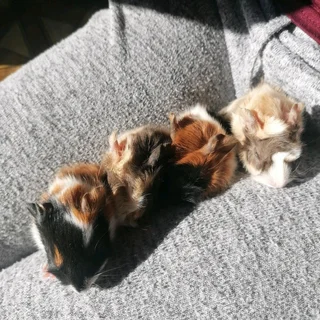 Emma&#39;s Guinea Pigs