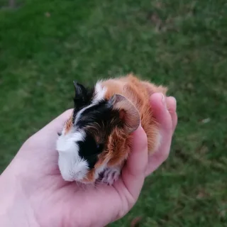 Emma&#39;s Guinea Pigs