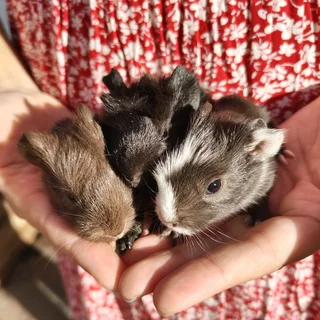Emma&#39;s Guinea Pigs