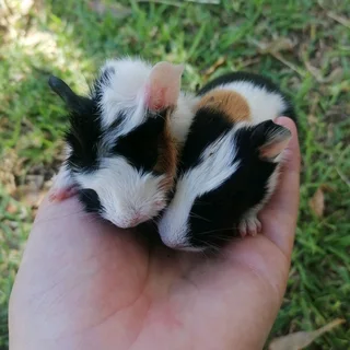 Emma&#39;s Guinea Pigs