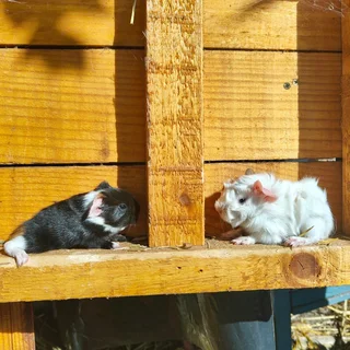 Emma&#39;s Guinea Pigs