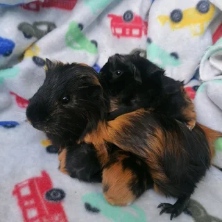 Emma&#39;s Guinea Pigs