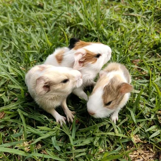 Emma&#39;s Guinea Pigs
