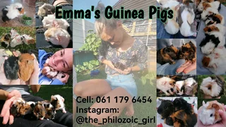 Emma's Guinea Pigs