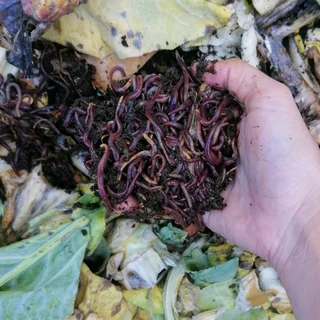 Earthworms red wrigglers