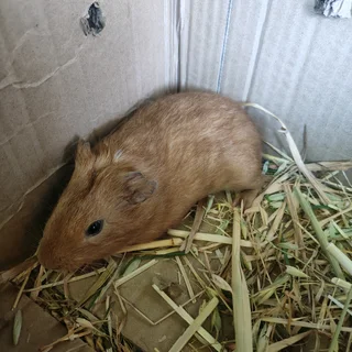 2 baby guinea pig boys
