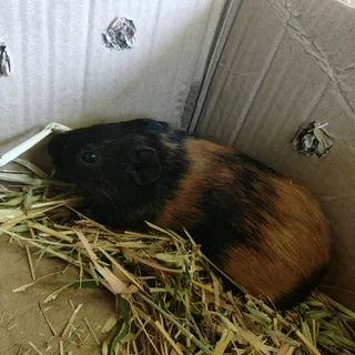 2 baby guinea pig boys