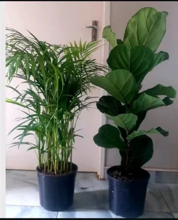 Plants for sale
