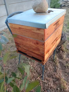 Beehives with bees for Sale (2)