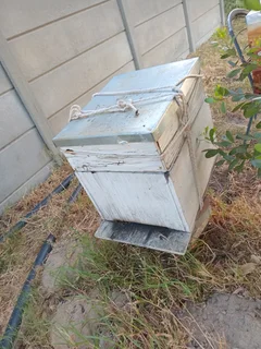 Beehives with bees for Sale (2)