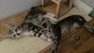 Kittens looking for a home