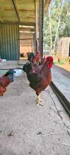 Rhode Island Red Roosters