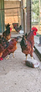 Rhode Island Red Roosters