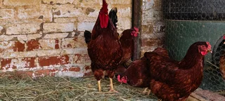 Rhode Island Red Roosters