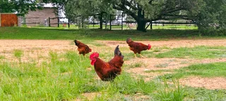 Rhode Island Red Roosters