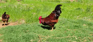 Rhode Island Red Roosters