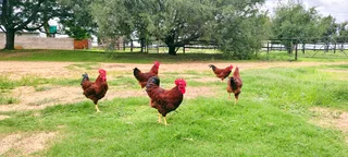 Rhode Island Red Roosters