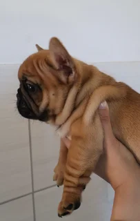 French Bulldog Puppy