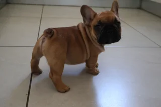 French Bulldog Puppy