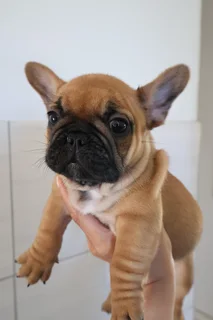 French Bulldog Puppy