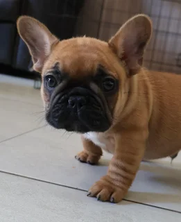 French Bulldog Puppy