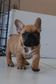 French Bulldog Puppy