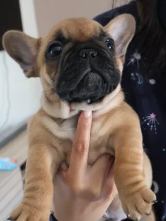 French Bulldog Puppy