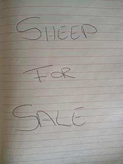 Dorper sheep for sale