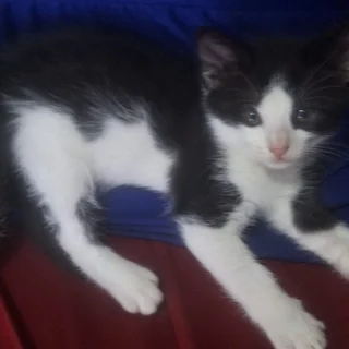 Cute Kittens for adoption