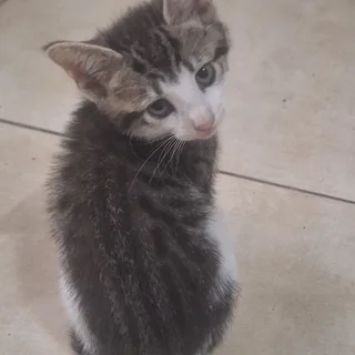 Cute Kittens for adoption