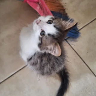 Cute Kittens for adoption