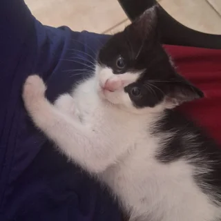 Cute Kittens for adoption