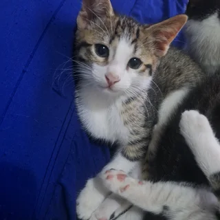 Cute Kittens for adoption