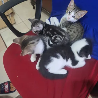 Cute Kittens for adoption