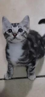 Kittens looking for a good home