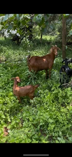 Goats for sale
