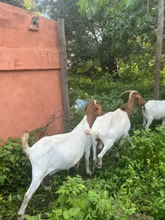 Goats for sale