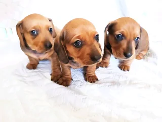 Dachshund Puppies