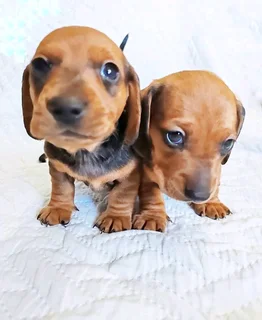 Minature Dachshund Puppies
