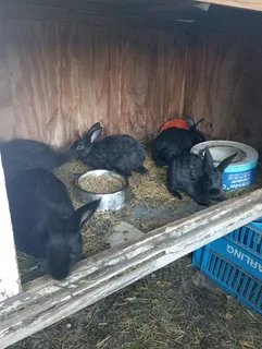 Bunnies for sale