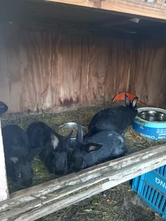 Bunnies for sale