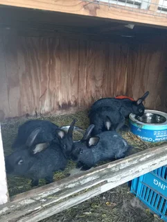 Bunnies for sale